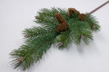 Ветка сосна с шишками "Слоу" 8 игл. +4 шиш.