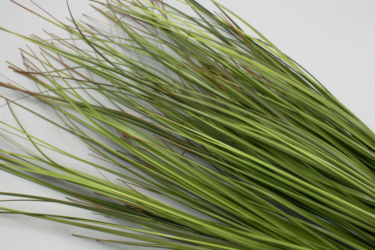Куст осока "Эллин"
