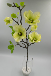 Ветка магнолия "Алана"
