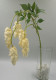 Ветка белопероне "Мэлли"